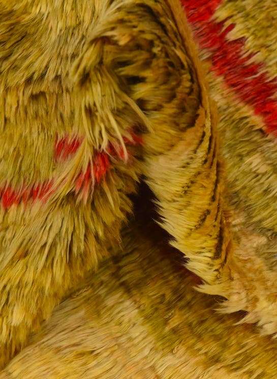 Additional image
