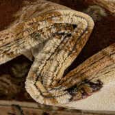 152cm x 245cm Classic Aubusson Rug thumbnail