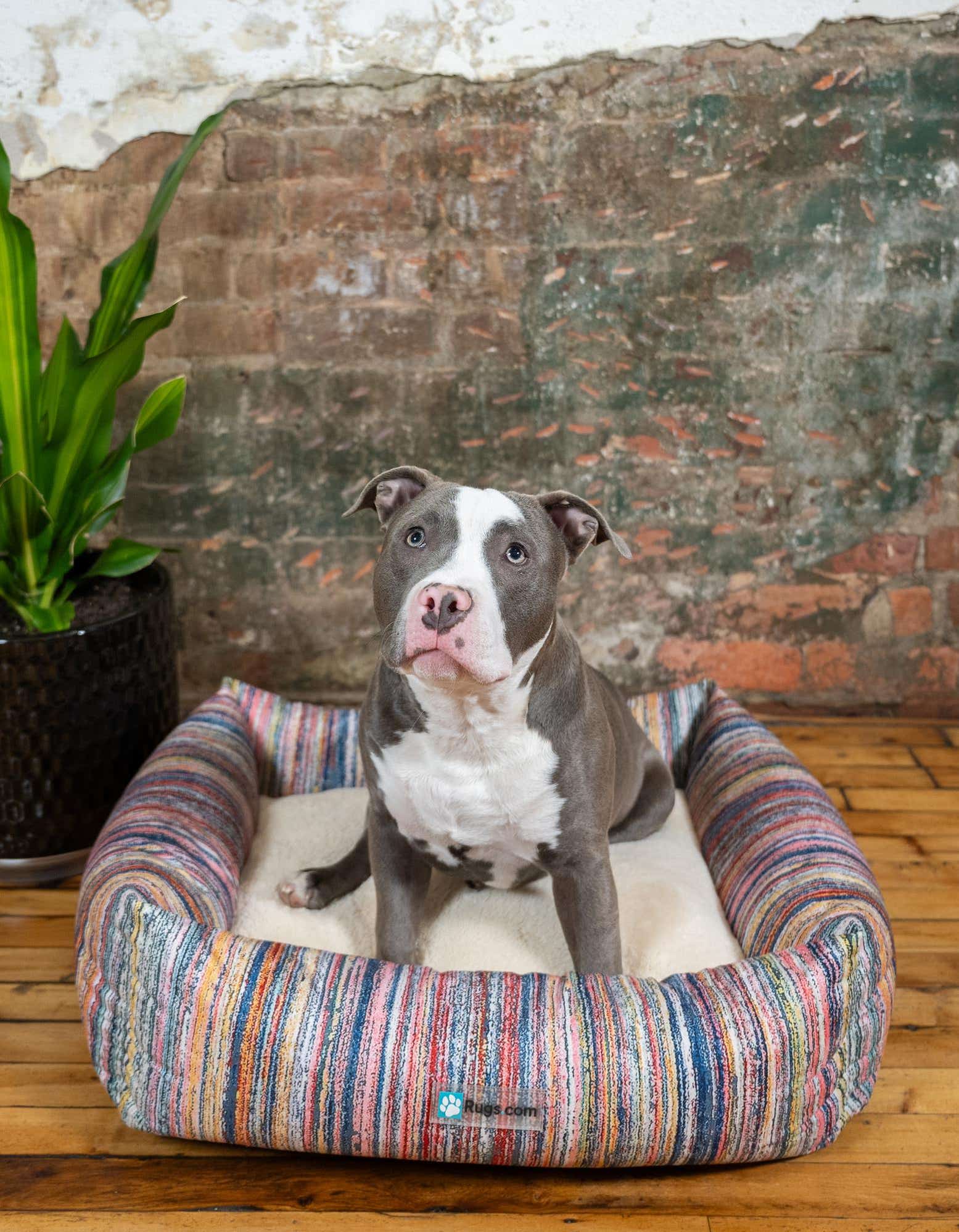 2' x 2' 4 Premium Pet Bed