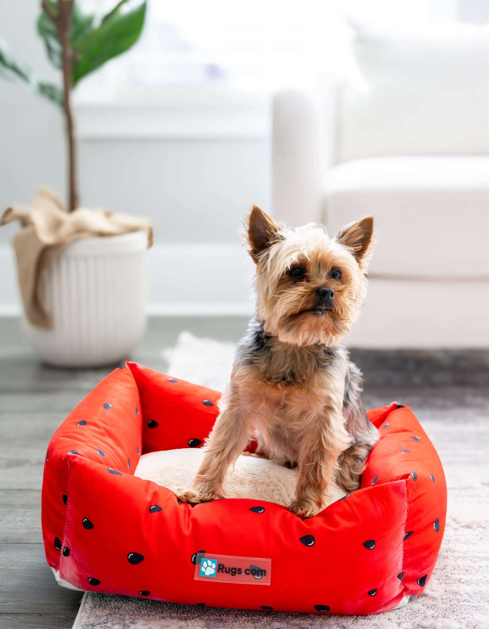 Primary image 1' 4 x 1' 8 Premium Pet Bed