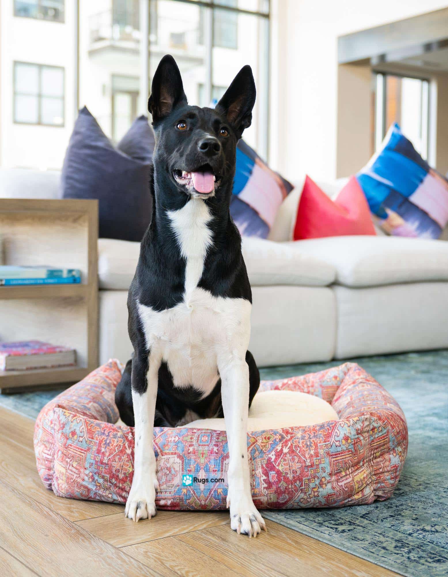 2' x 2' 4 Premium Pet Bed
