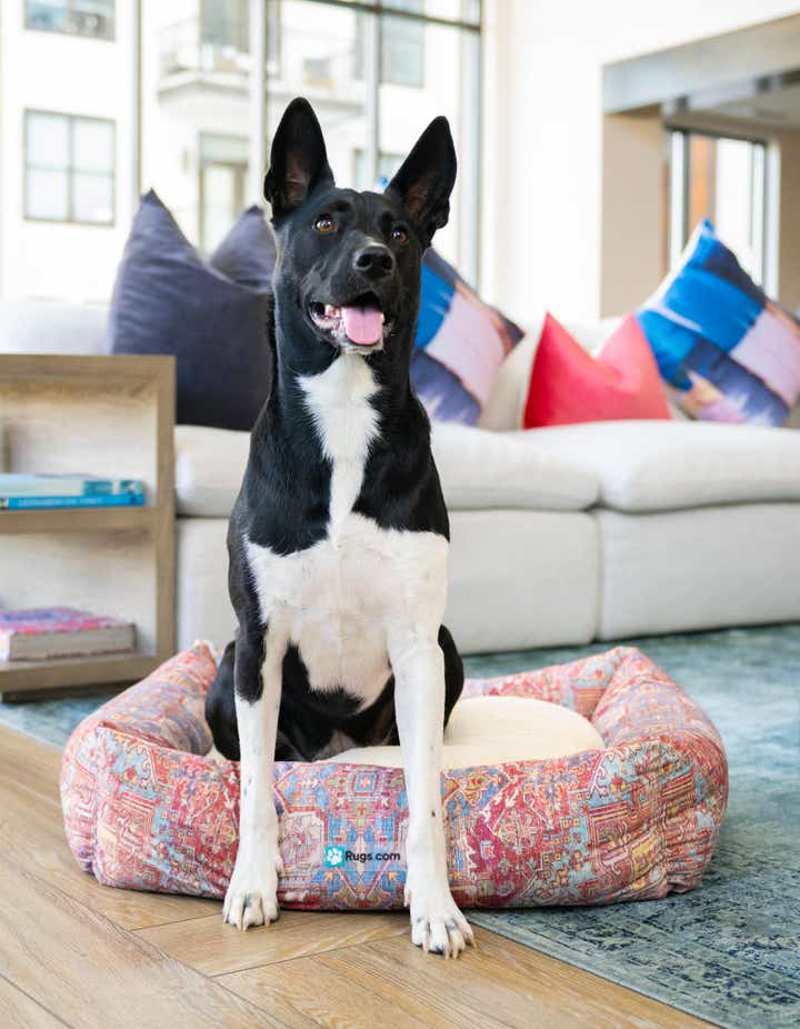 60cm x 70cm Premium Pet Bed