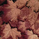 Kleurvariant