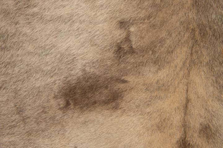 5' 4 x 6' 2 Cowhide Leather Rug