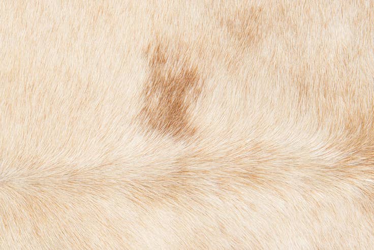 Detail image of 6' 9 x 7' 6 Cowhide Leather Rug