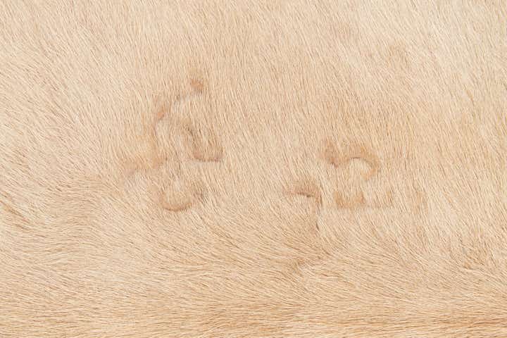 6' 2 x 6' 8 Cowhide Leather Square Rug