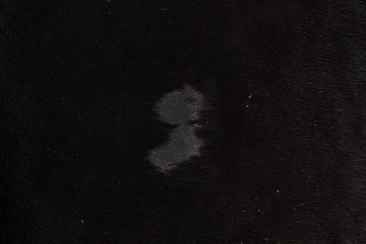 Detail image of 5' 3 x 6' 5 Cowhide Leather Rug