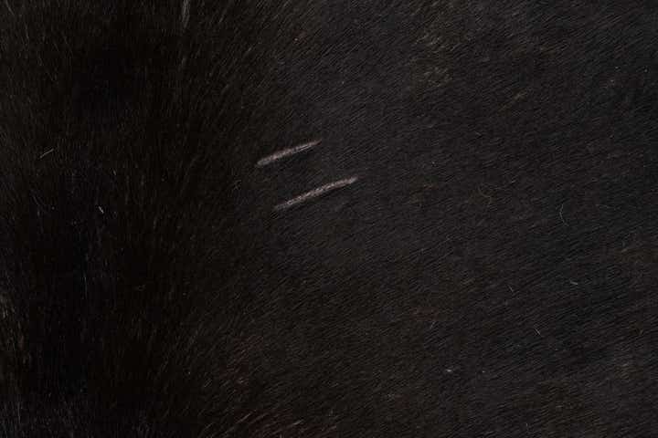 5' x 5' 8 Cowhide Leather Freeform Rug