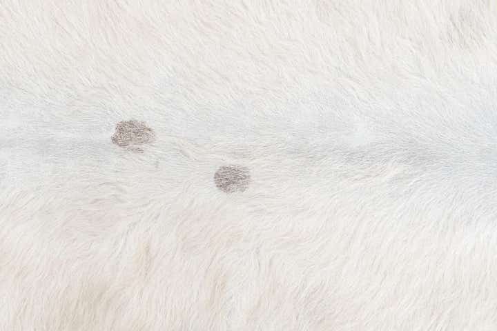 4' 4 x 4' 11 Cowhide Leather Rug