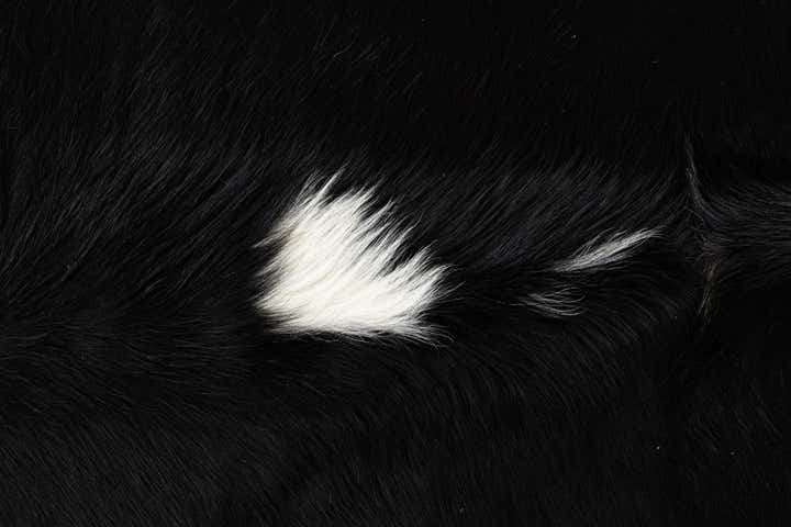 6' 2 x 7' 7 Cowhide Leather Rug