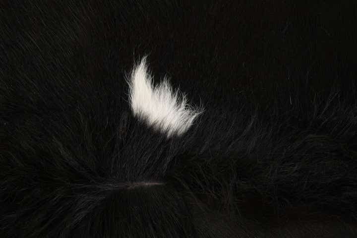 5' 1 x 6' 5 Cowhide Leather Rug