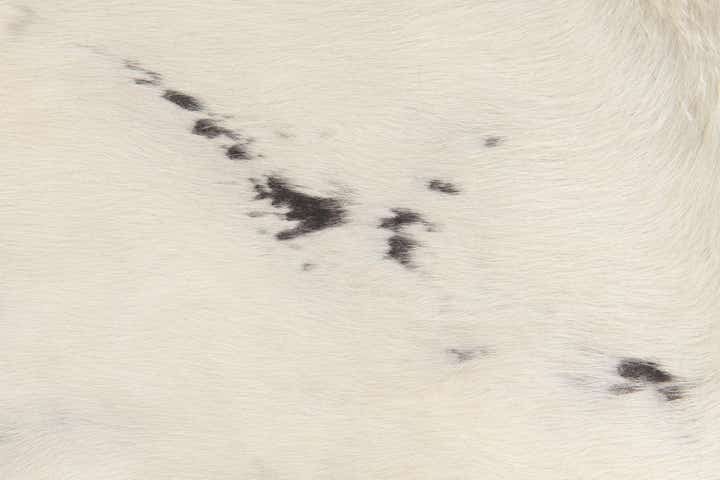 5' 6 x 6' 1 Cowhide Leather Rug
