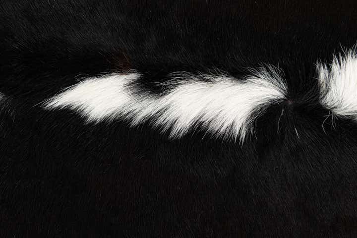 5' 11 x 6' 4 Cowhide Leather Square Rug