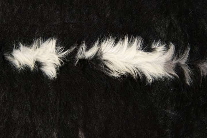 6' 1 x 6' 3 Cowhide Leather Square Rug
