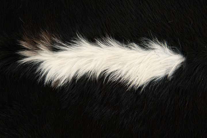 6' 4 x 6' 8 Cowhide Leather Square Rug