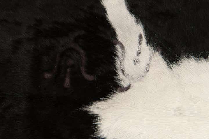 6' 1 x 6' 8 Cowhide Leather Square Rug