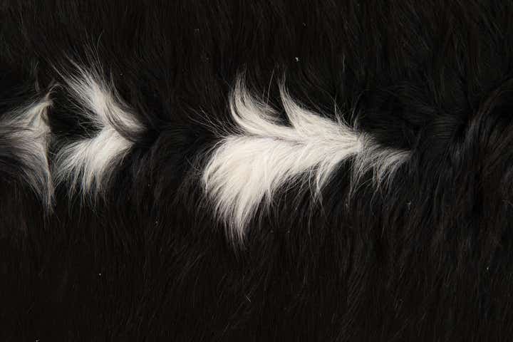 6' x 6' 2 Cowhide Leather Square Rug