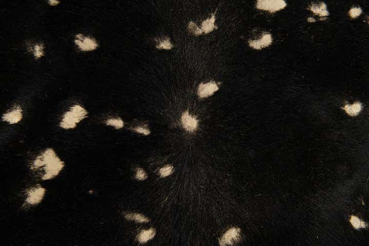 6' 9 x 6' 10 Cowhide Leather Freeform Rug