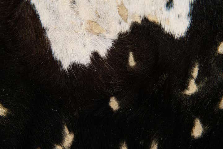 6' 9 x 6' 10 Cowhide Leather Freeform Rug