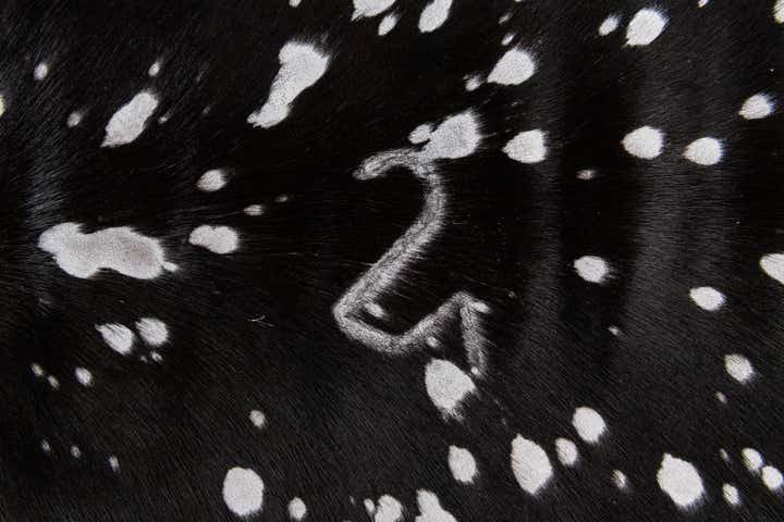 6' 6 x 6' 7 Cowhide Leather Square Rug