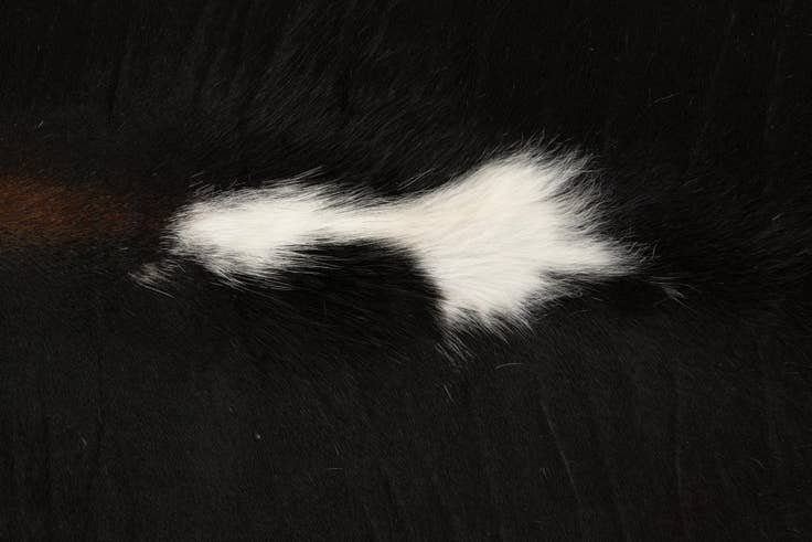 Detail image of 5' 10 x 6' 4 Cowhide Leather Square Rug