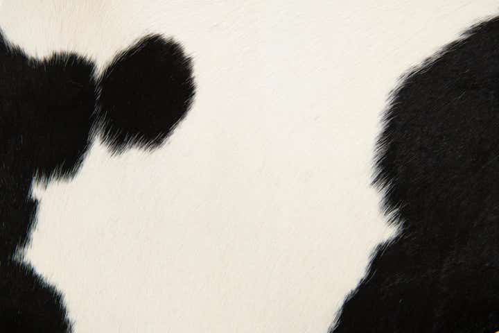 2' 2 x 2' 10 Cowhide Leather Rug