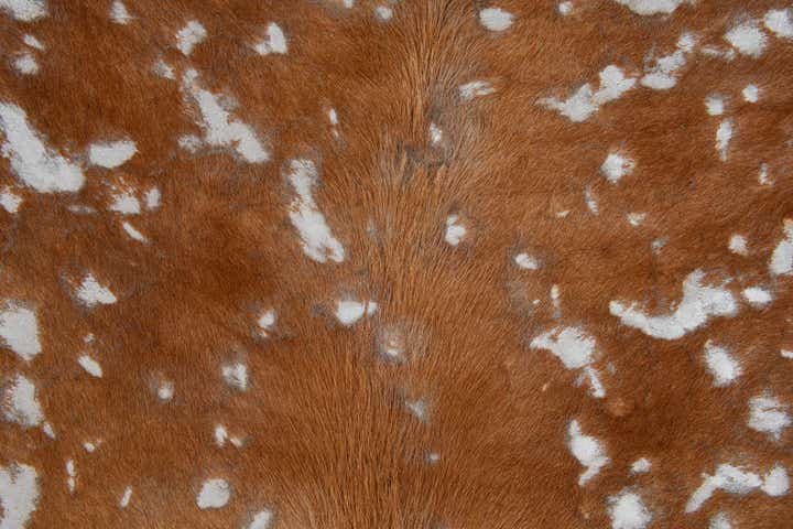 7' x 7' Cowhide Leather Freeform Rug
