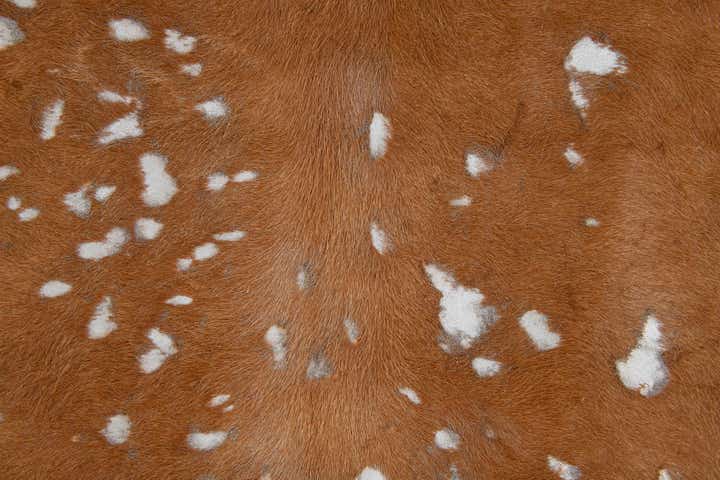 7' x 7' Cowhide Leather Freeform Rug