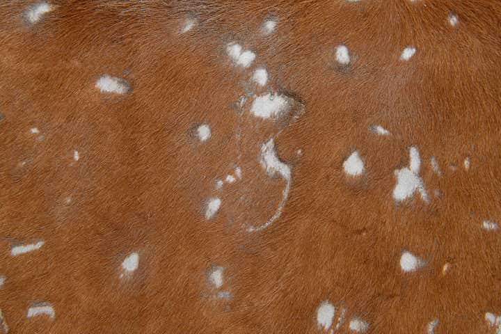 7' x 7' Cowhide Leather Freeform Rug