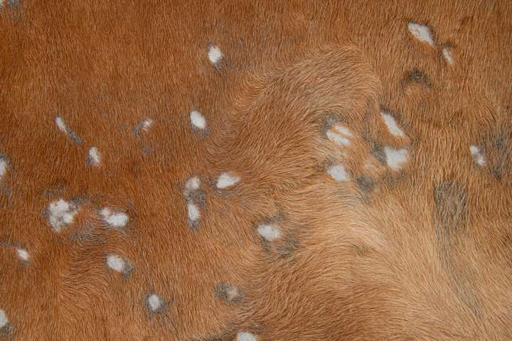 7' x 7' Cowhide Leather Freeform Rug