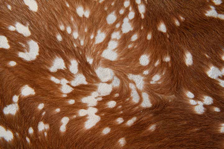 6' 10 x 7' Cowhide Leather Freeform Rug