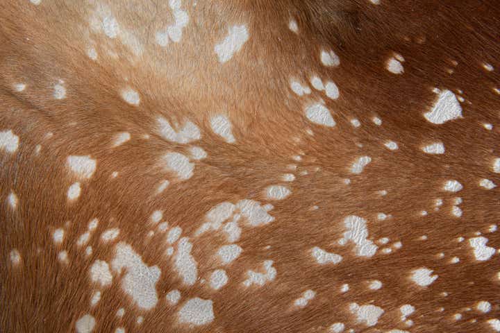 6' x 6' 9 Cowhide Leather Freeform Rug