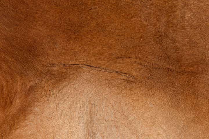 175cm x 195cm Cowhide Leather Alfombra Freeform