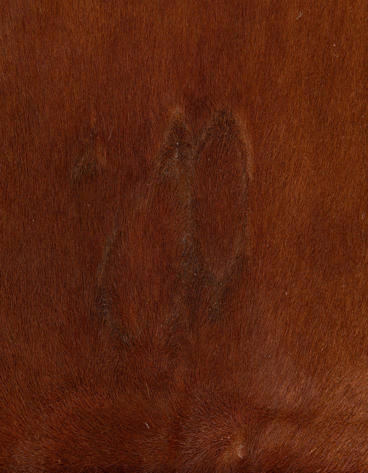 Detail image of 4' 10 x 6' 2 Cowhide Leather Rug