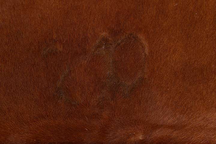 4' 10 x 6' 2 Cowhide Leather Rug