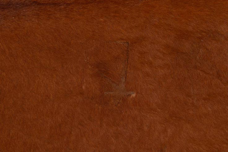 Detail image of 5' 8 x 6' 5 Cowhide Leather Rug