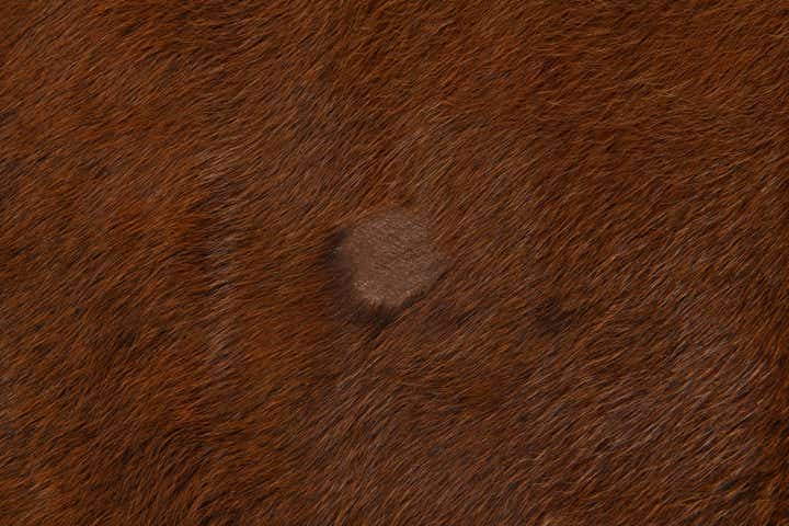 5' 11 x 6' 9 Cowhide Leather Rug
