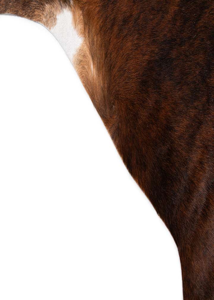 6' 1 x 6' 10 Cowhide Leather Rug