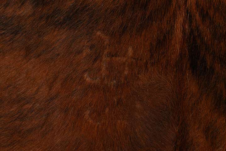 5' 1 x 5' 11 Cowhide Leather Rug