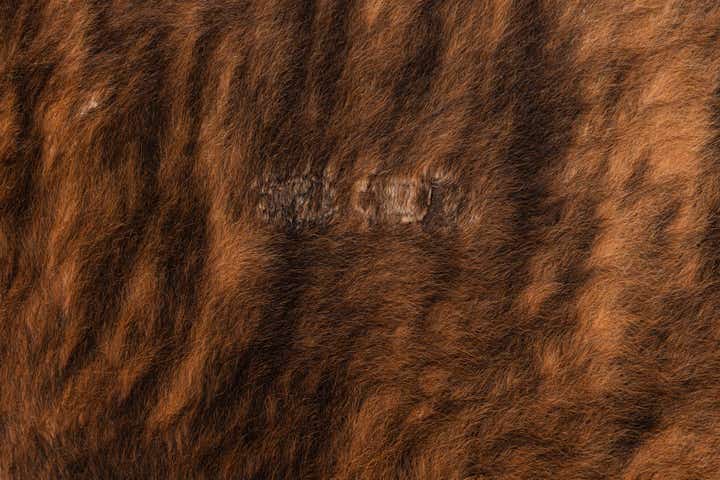 5' 3 x 6' 2 Cowhide Leather Rug