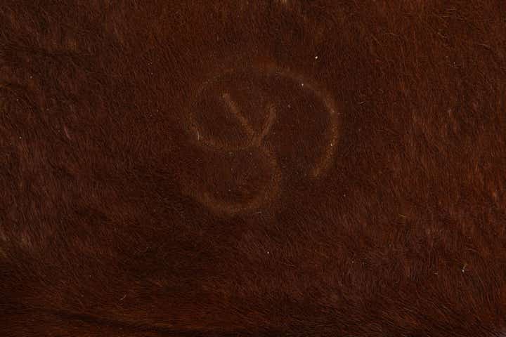 6' 1 x 6' 1 Cowhide Leather Square Rug