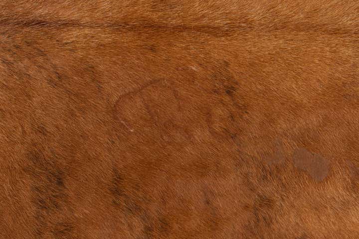 5' 10 x 6' 1 Cowhide Leather Square Rug
