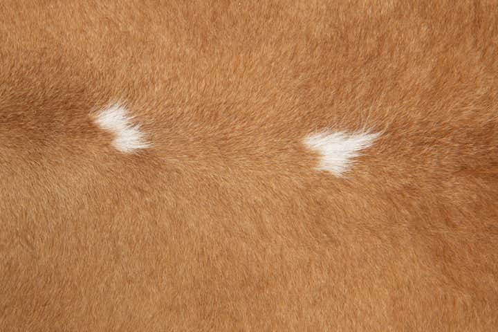 6' 5 x 6' 7 Cowhide Leather Square Rug