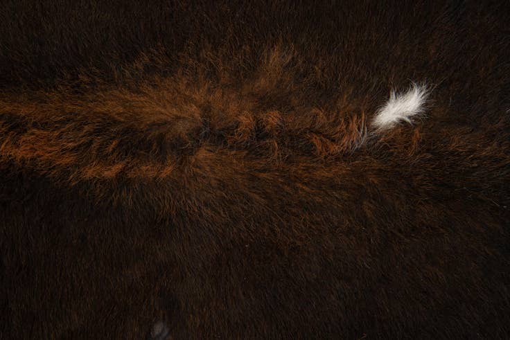 Detail image of 6' 1 x 6' 8 Cowhide Leather Square Rug