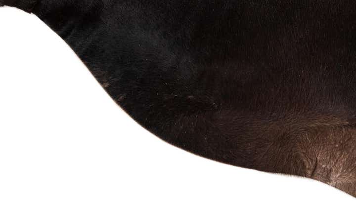 5' 11 x 6' 8 Cowhide Leather Freeform Rug