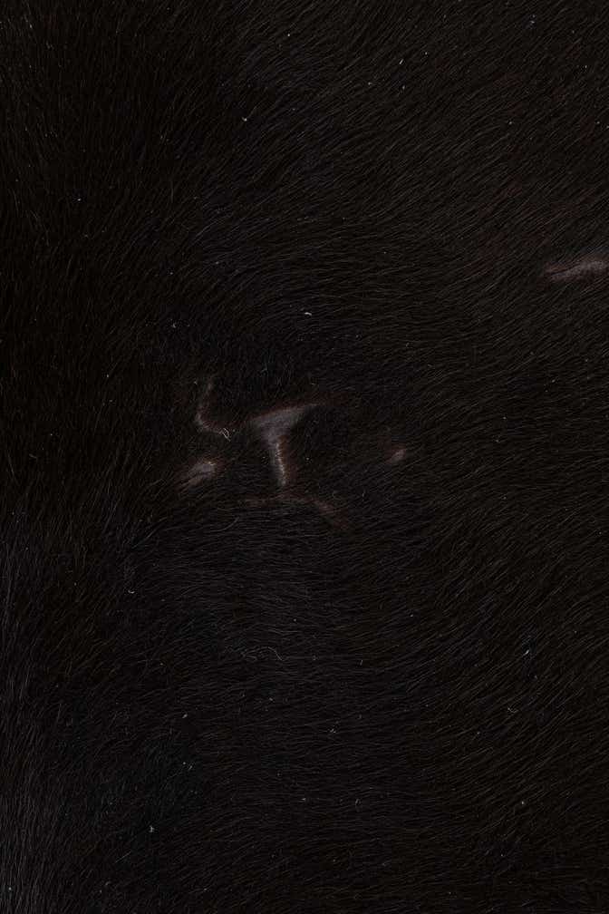 5' 7 x 6' 7 Cowhide Leather Freeform Rug