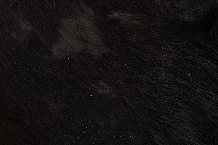 5' 7 x 6' 7 Cowhide Leather Freeform Rug