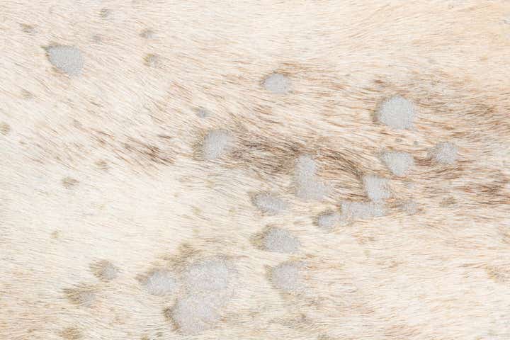 6' 4 x 7' 6 Cowhide Leather Freeform Rug