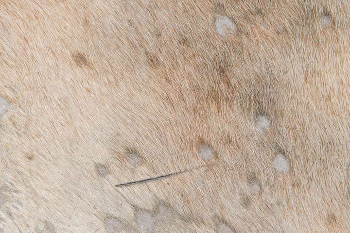 6' 3 x 7' 3 Cowhide Leather Square Rug
