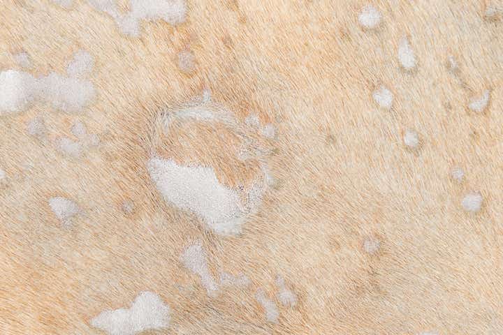 7' 1 x 7' 9 Cowhide Leather Square Rug